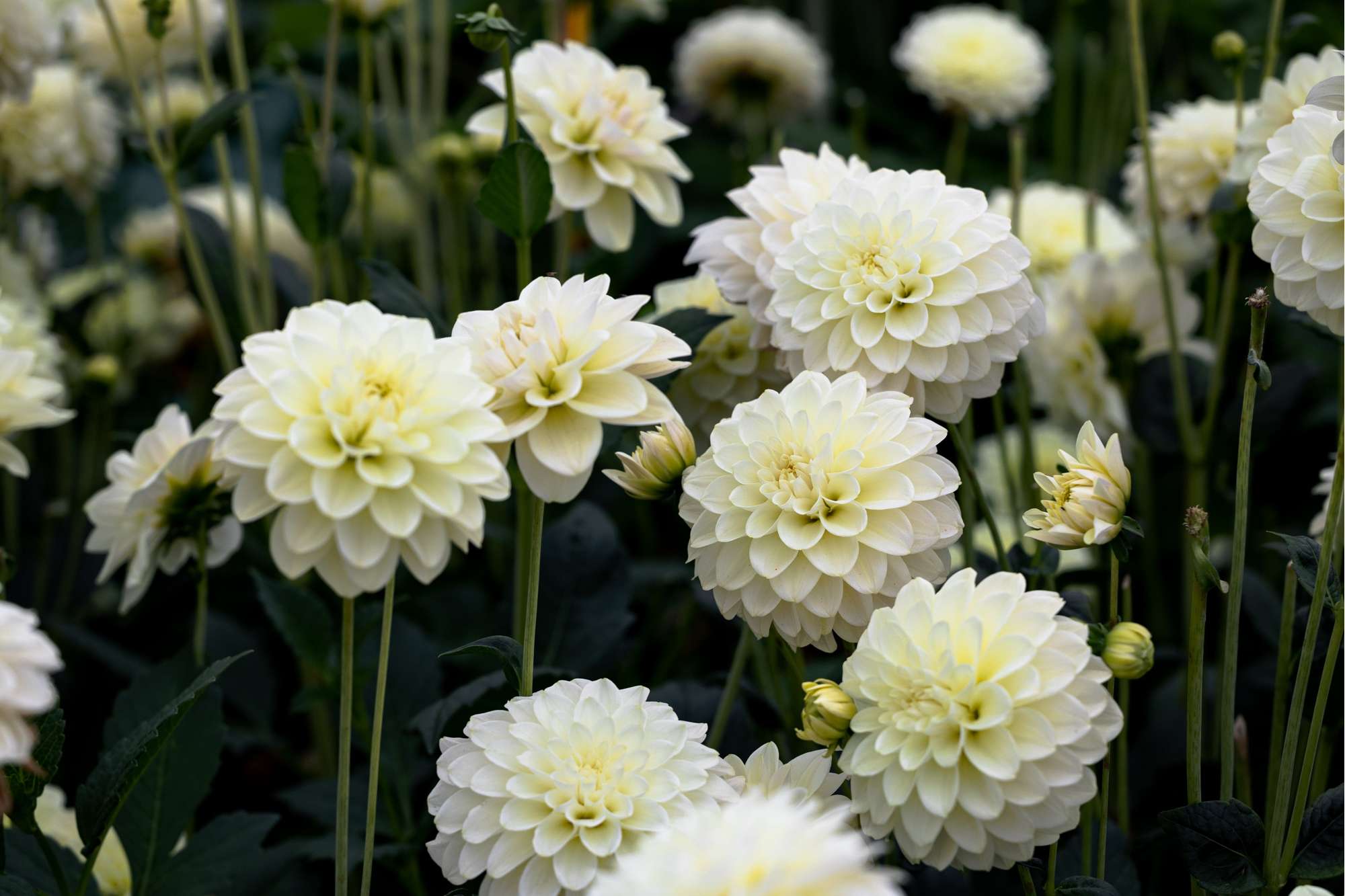 Dahlia Caramel Antique